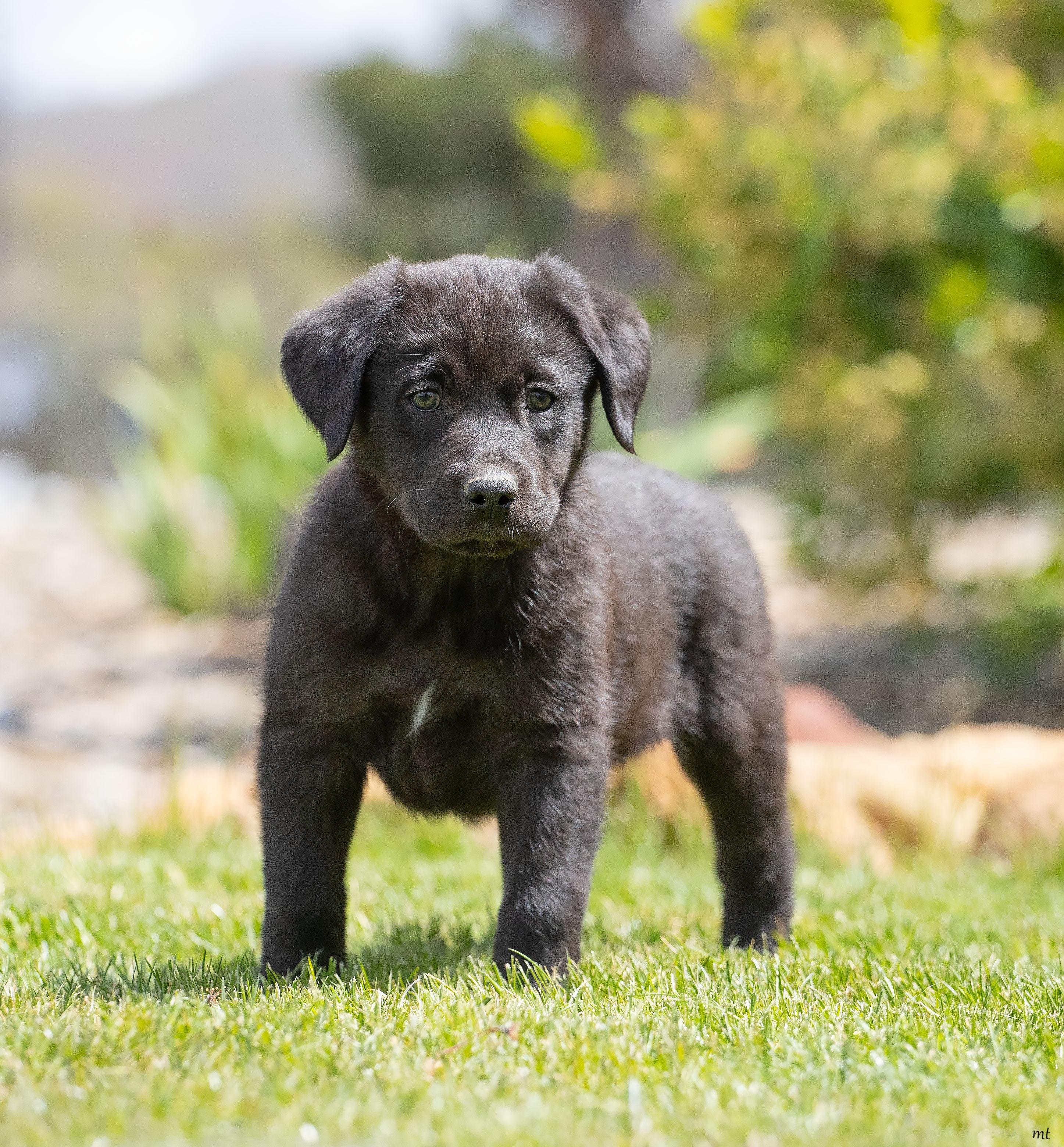 Blackberry, an adopted mixed breed in Washoe Valley, NV image 2/4