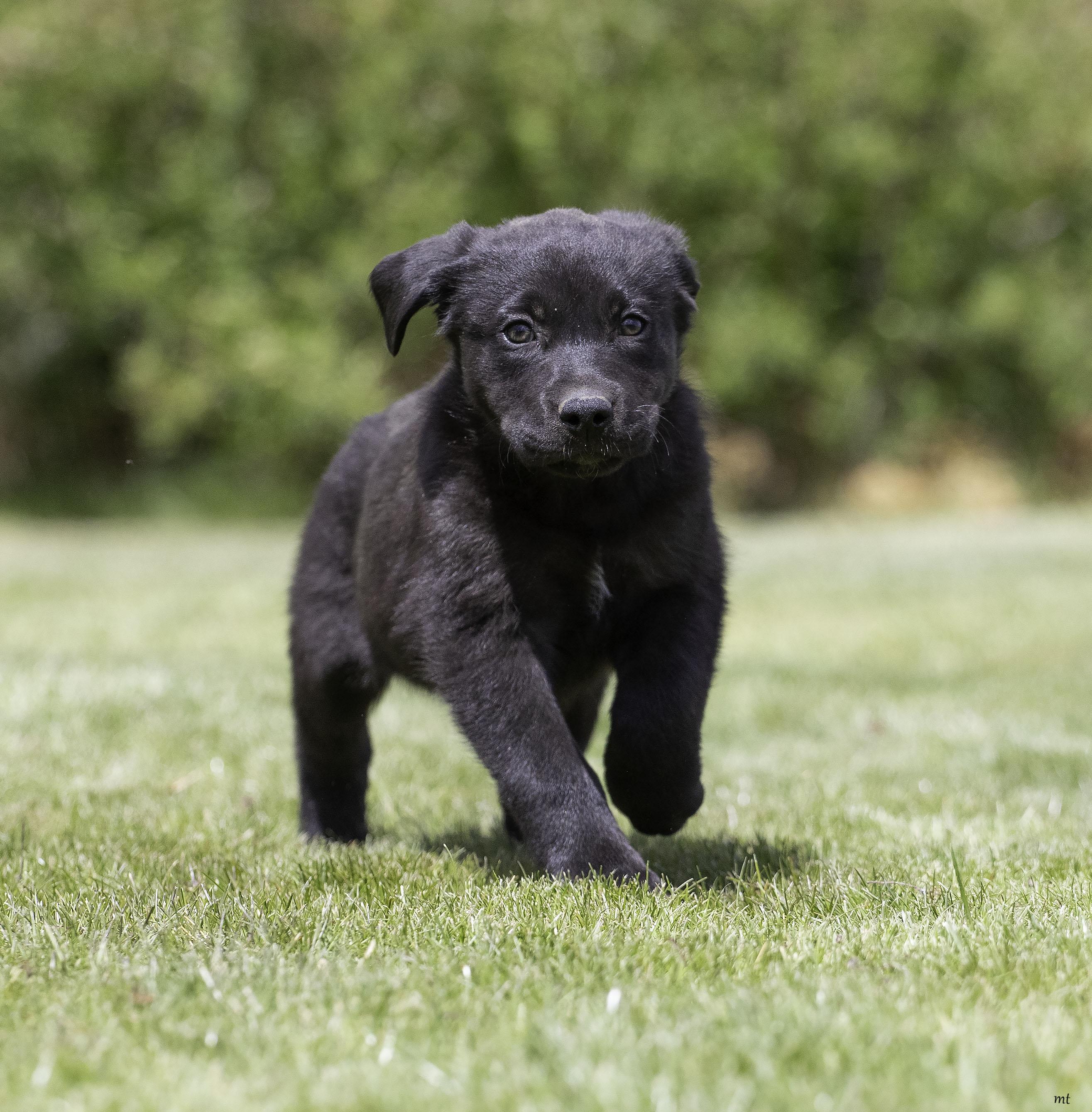 Blackberry, adopted, Puppy Female Labrador Retriever & Great Pyrenees.