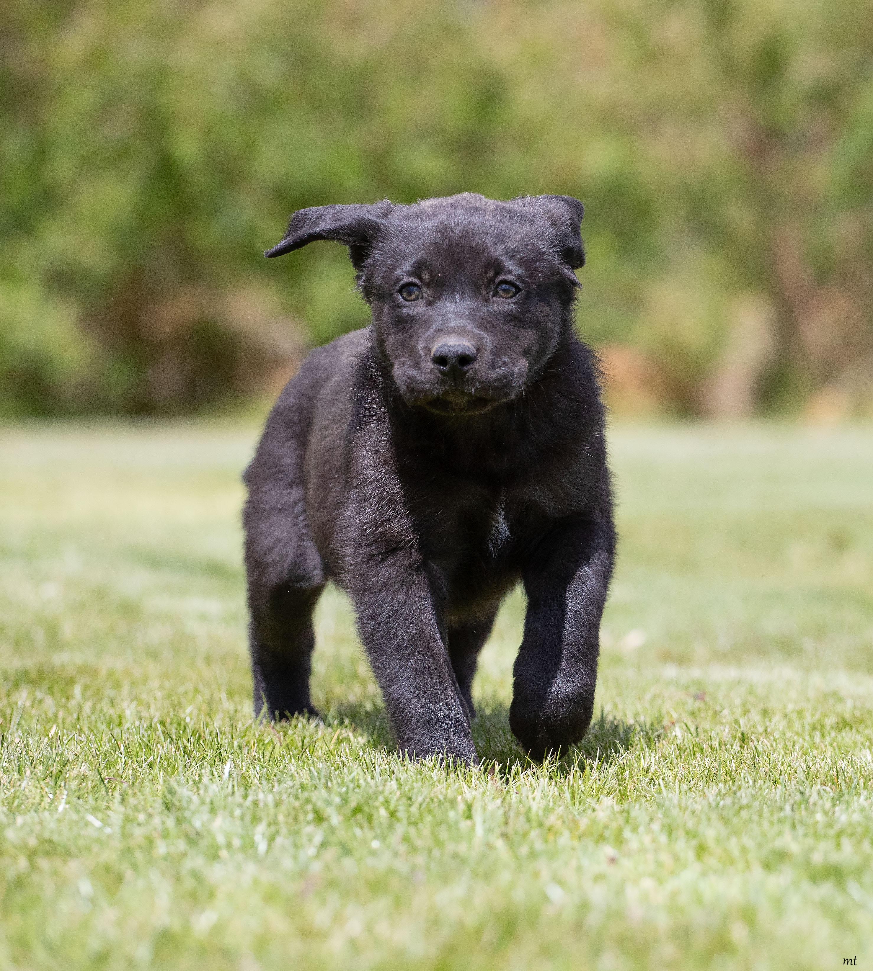 Blackberry, an adopted mixed breed in Washoe Valley, NV image 4/4