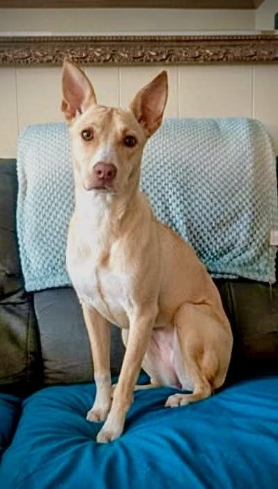 Enlarge Sunshine, a Adoptable mixed breed in Syracuse, NY image 1/6