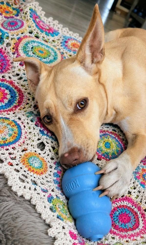 Sunshine, a Adoptable mixed breed in Syracuse, NY image 2/6