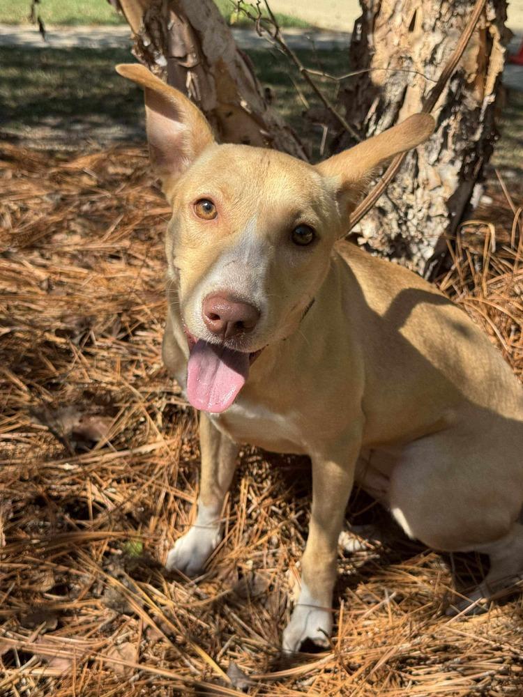 Sunshine, Adoptable, Puppy Female Carolina Dog & Black Mouth Cur.
