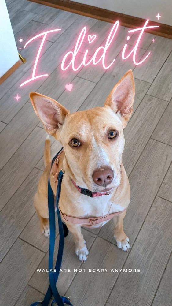 Sunshine, a Adoptable mixed breed in Syracuse, NY image 3/6