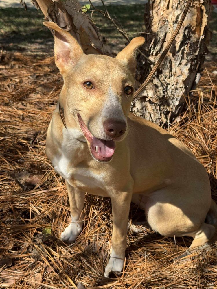 Enlarge Sunshine, a Adoptable mixed breed in Syracuse, NY image 2/6
