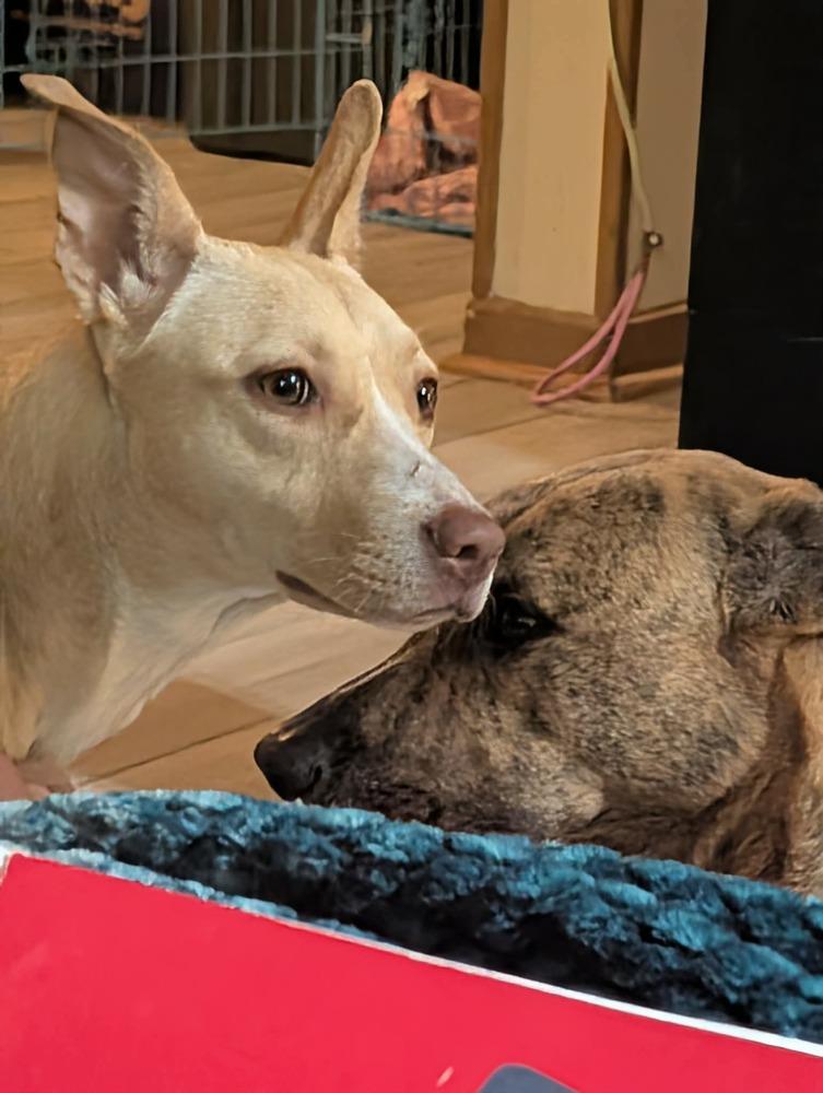 Enlarge Sunshine, a Adoptable mixed breed in Syracuse, NY image 3/6