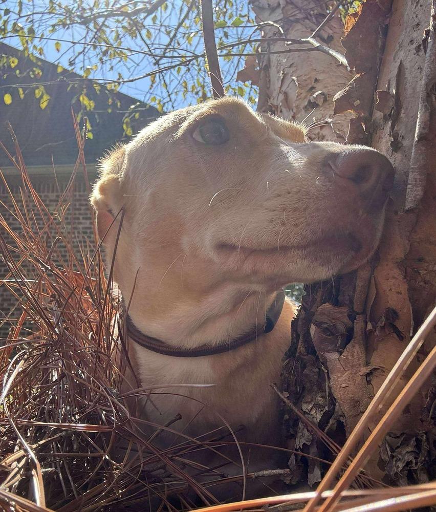 Enlarge Sunshine, a Adoptable mixed breed in Syracuse, NY image 3/6