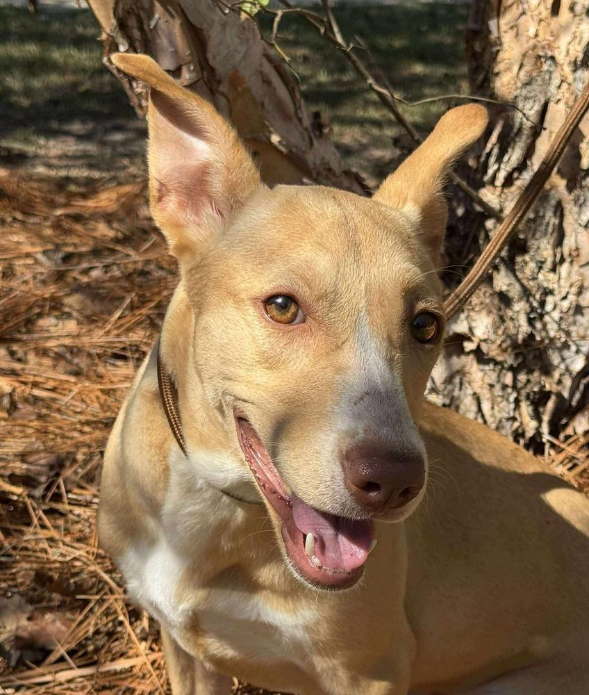 Enlarge Sunshine, a Adoptable mixed breed in Syracuse, NY image 4/6