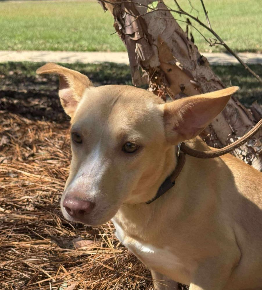 Enlarge Sunshine, a Adoptable mixed breed in Syracuse, NY image 5/6