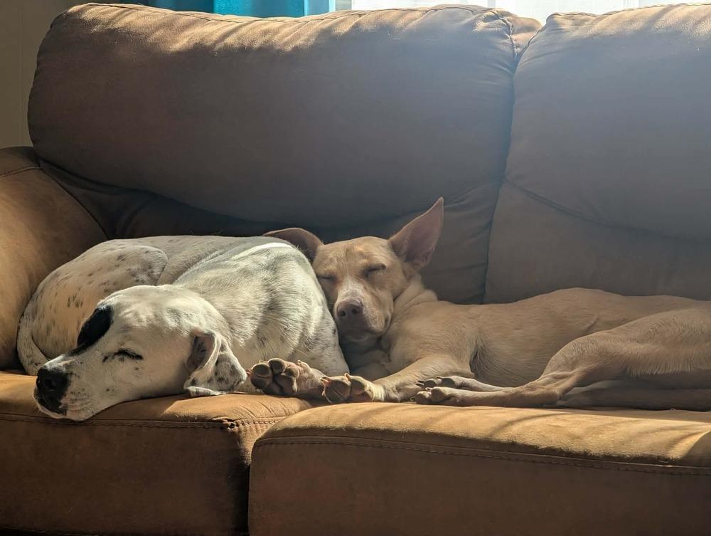 Enlarge Sunshine, a Adoptable mixed breed in Syracuse, NY image 5/6