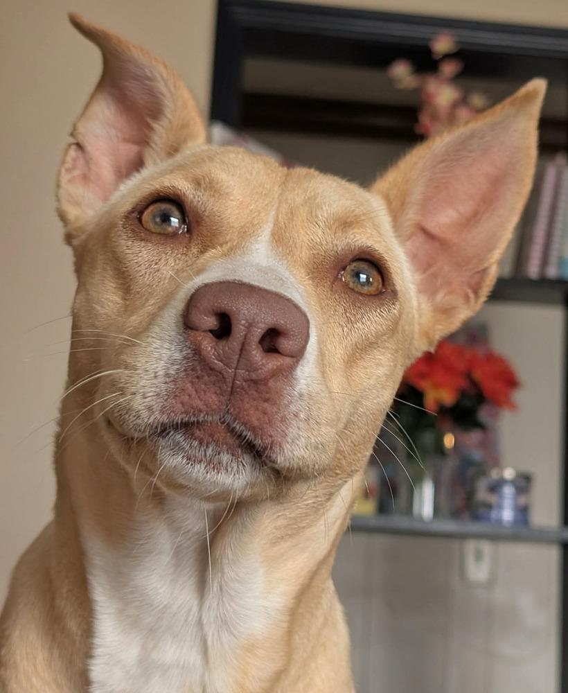 Enlarge Sunshine, a Adoptable mixed breed in Syracuse, NY image 4/6