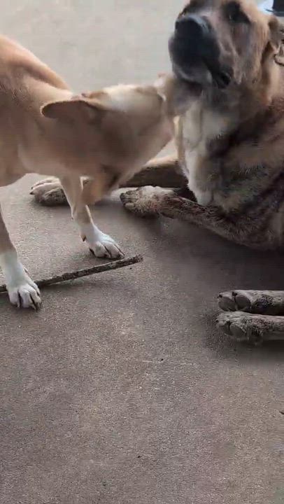 Enlarge Sunshine, a Adoptable mixed breed in Syracuse, NY video 4/6