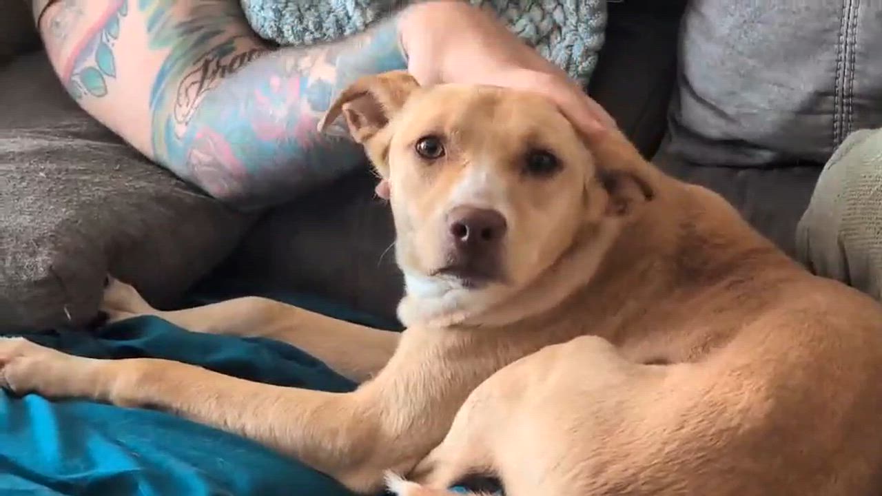 Enlarge Sunshine, a Adoptable mixed breed in Syracuse, NY video 6/6