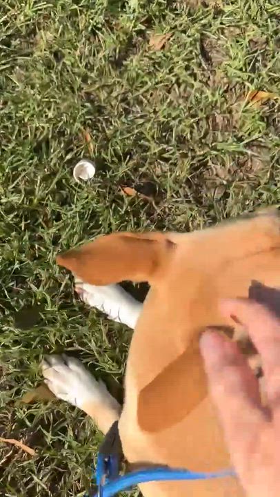 Enlarge Sunshine, a Adoptable mixed breed in Syracuse, NY video 6/6