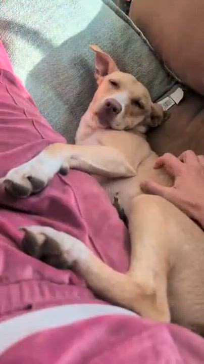 Enlarge Sunshine, a Adoptable mixed breed in Syracuse, NY video 6/6