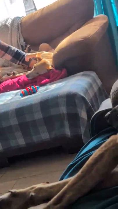 Enlarge Sunshine, a Adoptable mixed breed in Syracuse, NY video 6/6