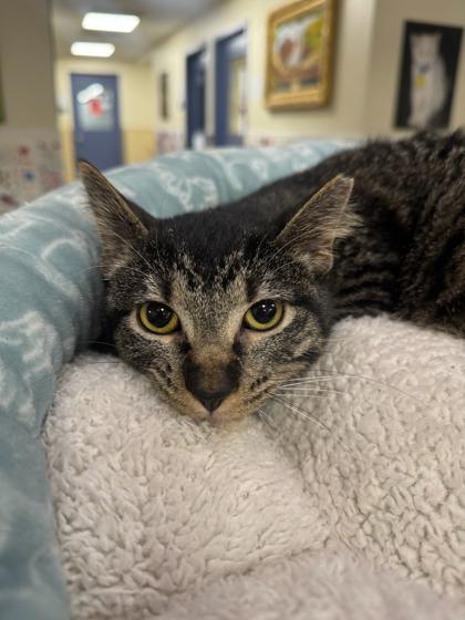 Enlarge Mollie, a ADOPTABLE Domestic Short Hair in Quincy, IL image 1/1