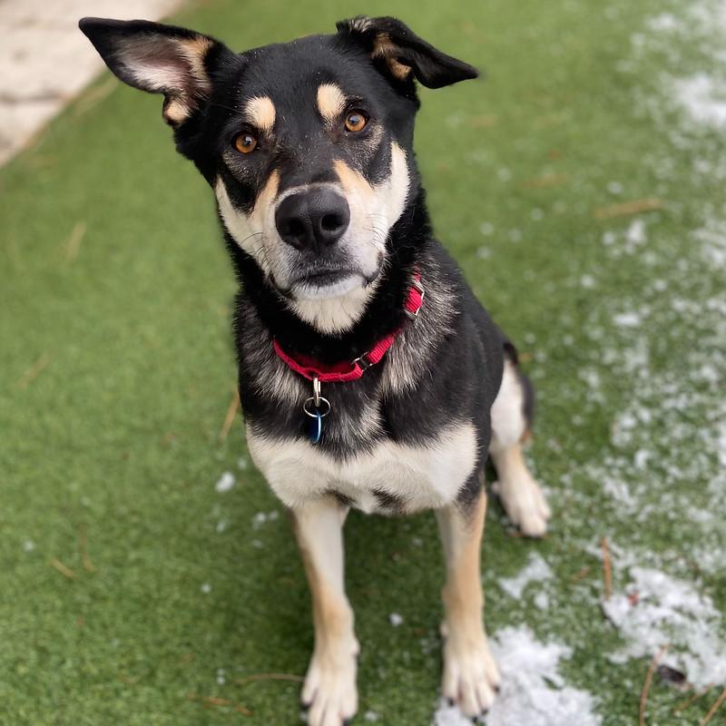 Sonic, Adult Male Mixed Breed
