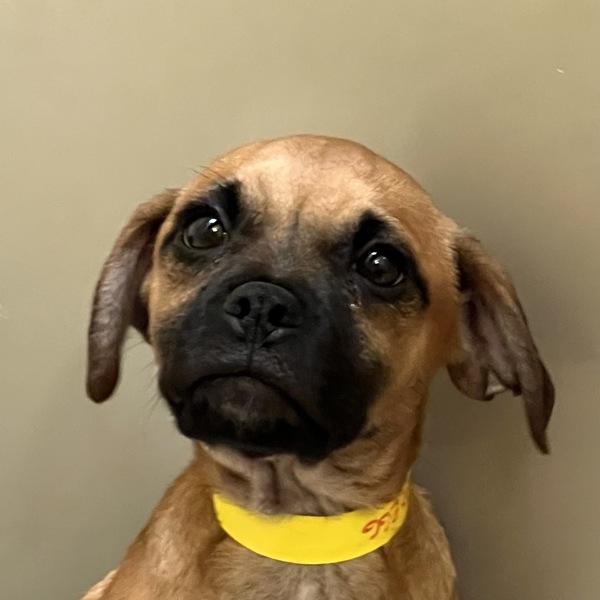 Deviled Egg, Adoptable, Puppy Male Pug & Terrier.