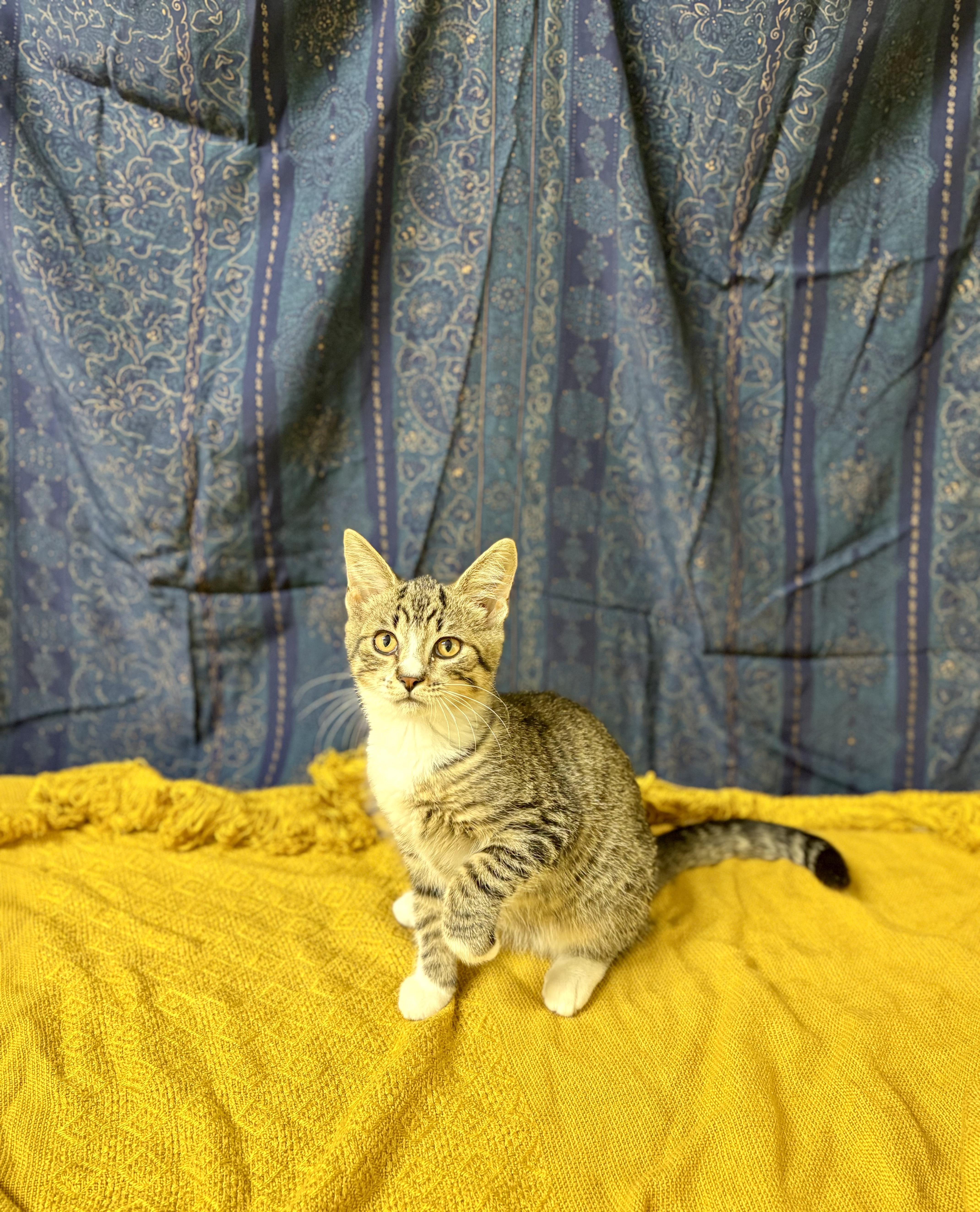 Enlarge Topaz, a Adoptable mixed breed in Upper Sandusky, OH image 2/3