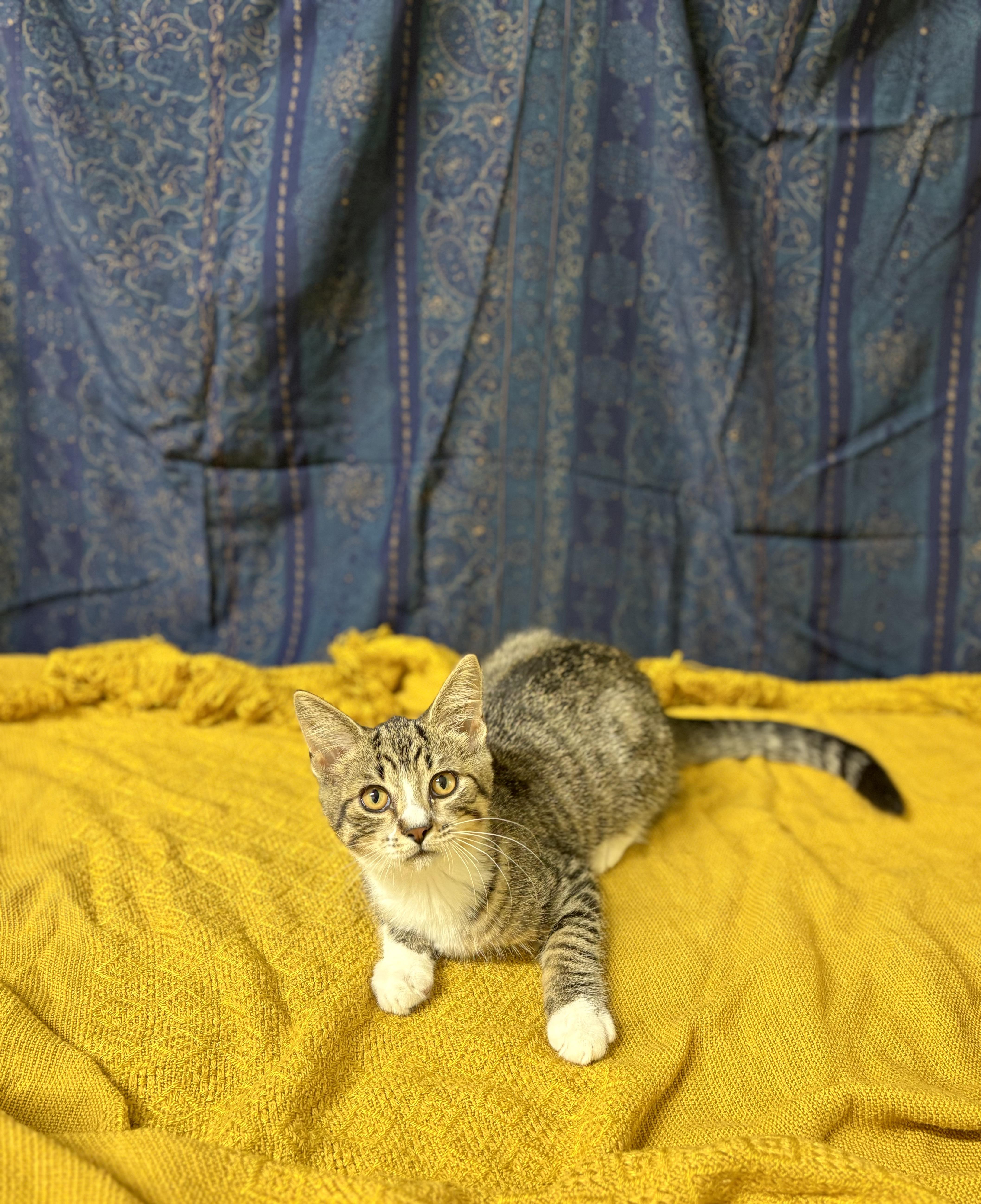 Topaz, Adoptable, Young Male Domestic Short Hair.