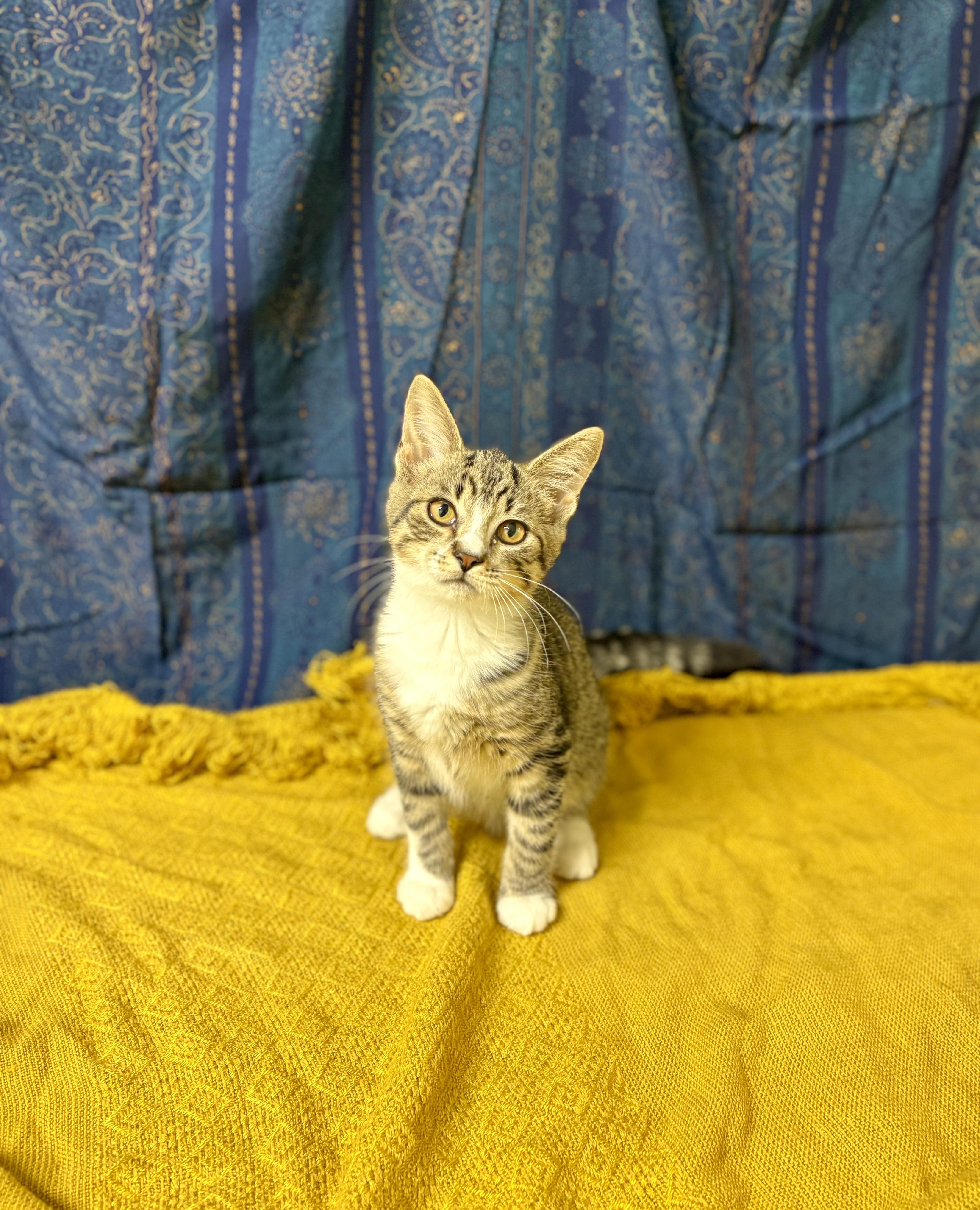 Enlarge Topaz, a Adoptable mixed breed in Upper Sandusky, OH image 3/3