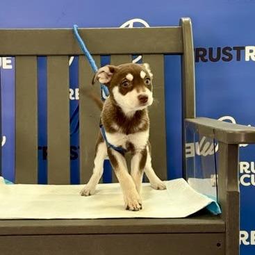 SLIPPER, Adoptable, Puppy Female Cattle Dog.