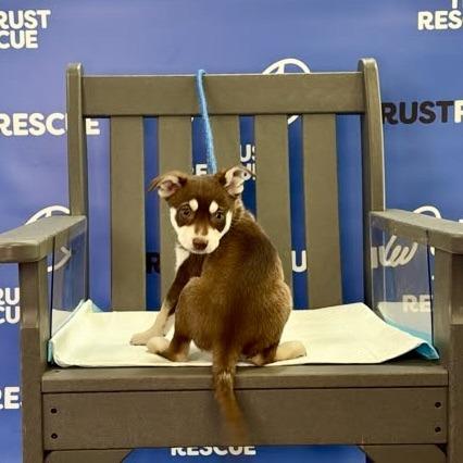 Enlarge SLIPPER, a Adoptable Cattle Dog in Atco, NJ image 5/5