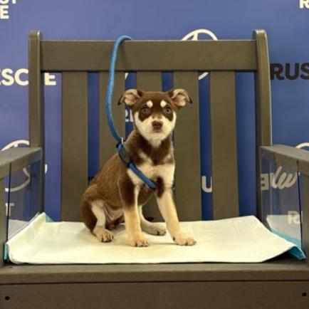 Enlarge SLIPPER, a Adoptable Cattle Dog in Atco, NJ image 2/5