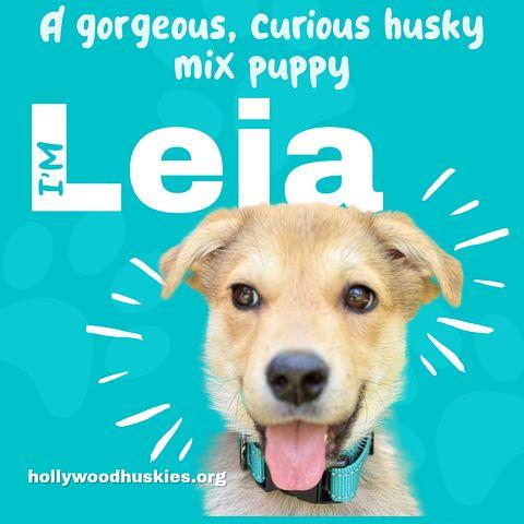 Enlarge Leia, an adopted mixed breed in Portland, OR image 1/6