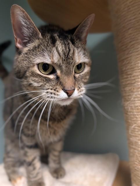 KC, Adoptable, Adult Female Domestic Short Hair.