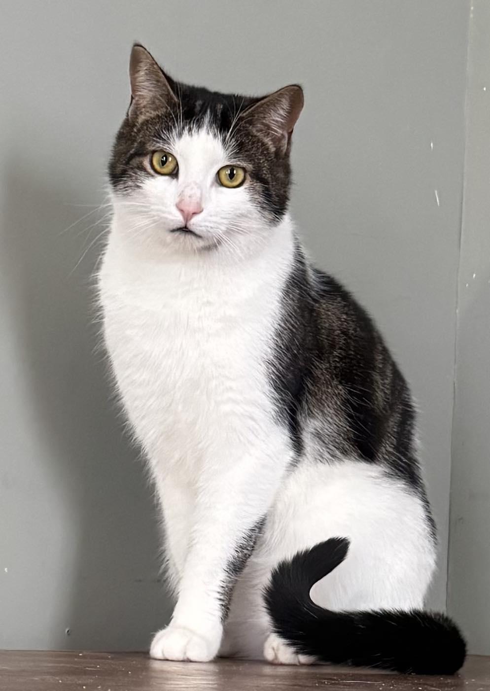 Lachlan, Adoptable, Adult Male Domestic Short Hair.