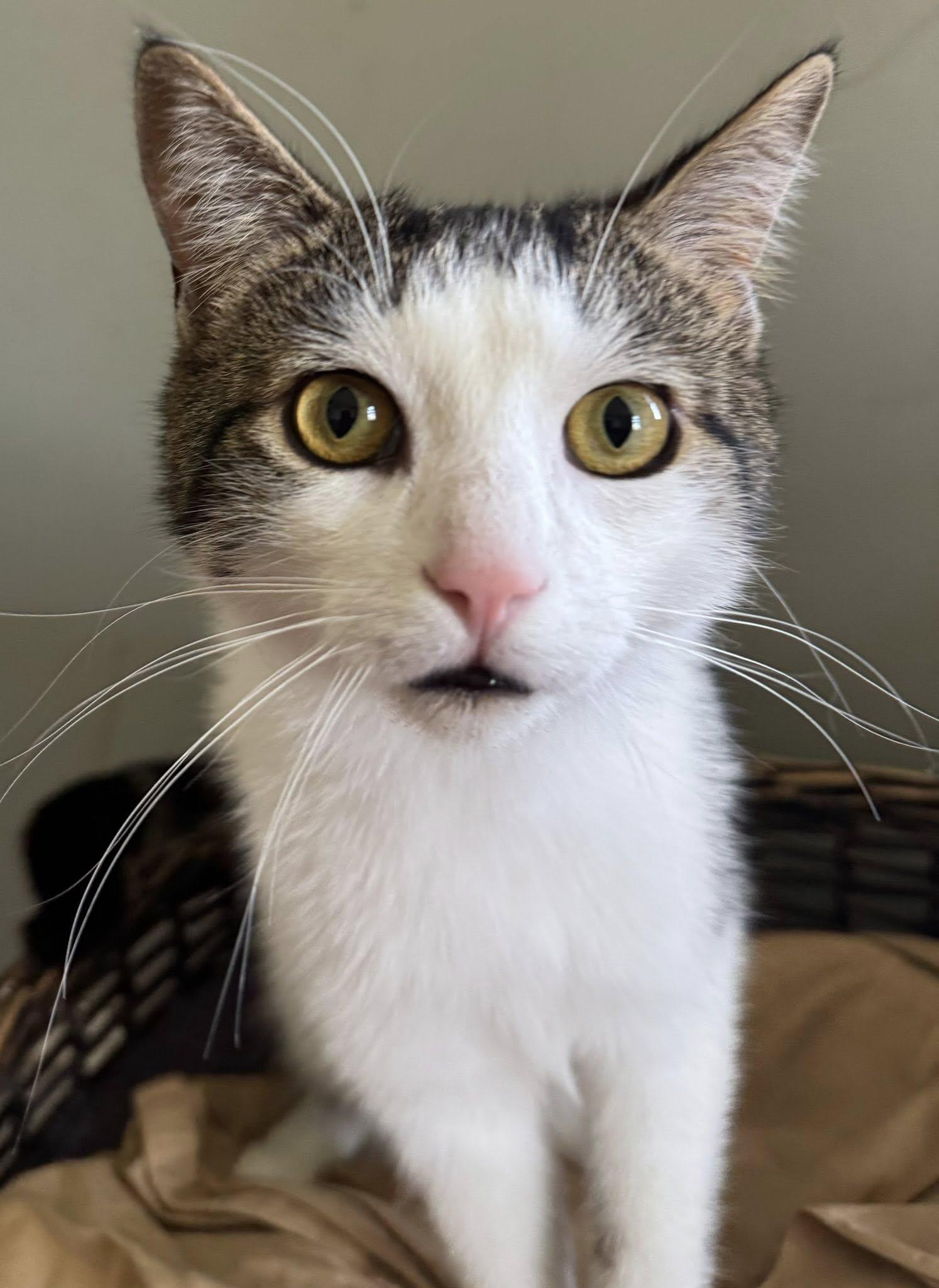 Enlarge Lachlan, a Adoptable Domestic Short Hair in Spencerville, ON image 1/4