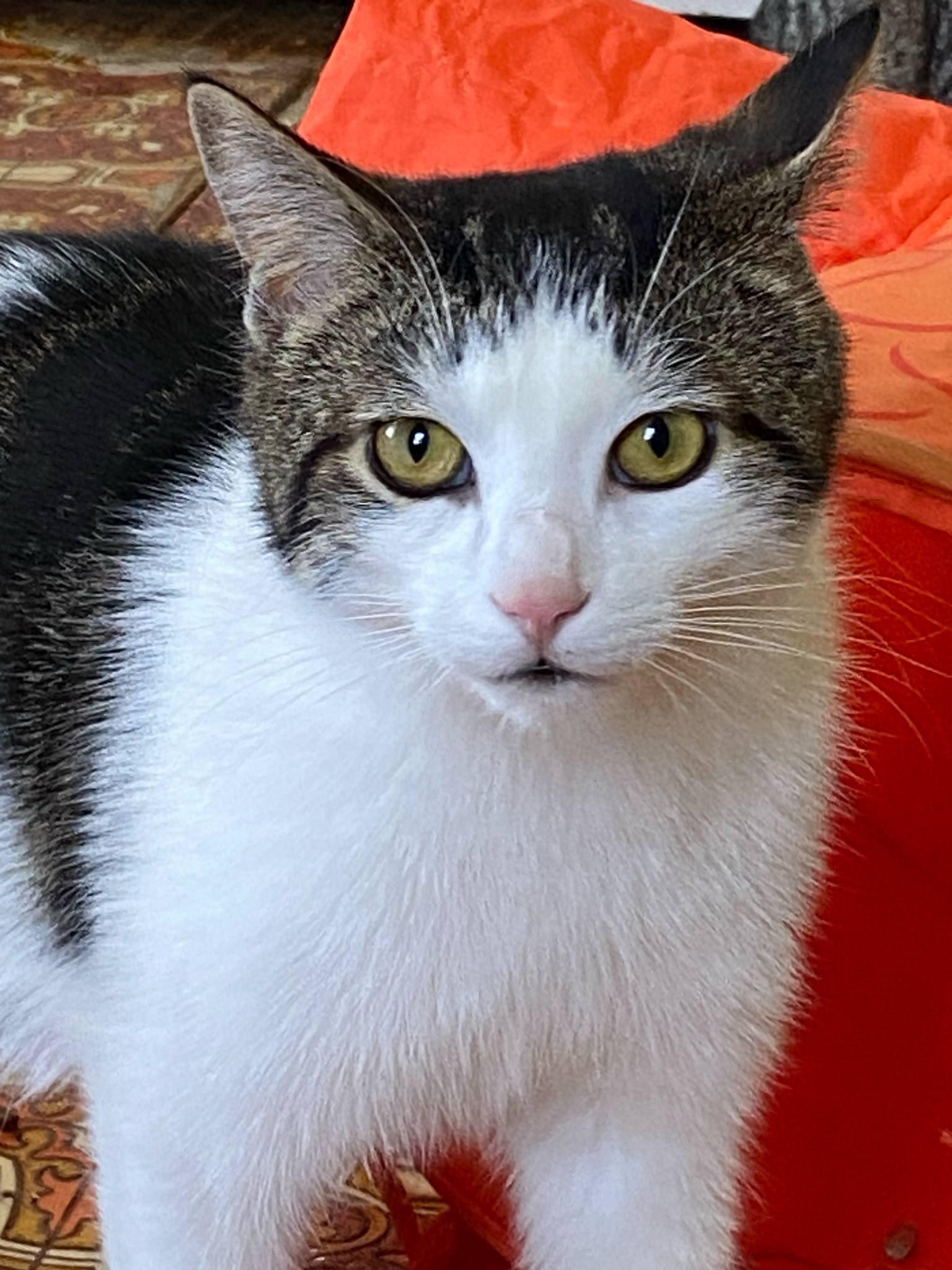 Enlarge Lachlan, a Adoptable Domestic Short Hair in Spencerville, ON image 2/4