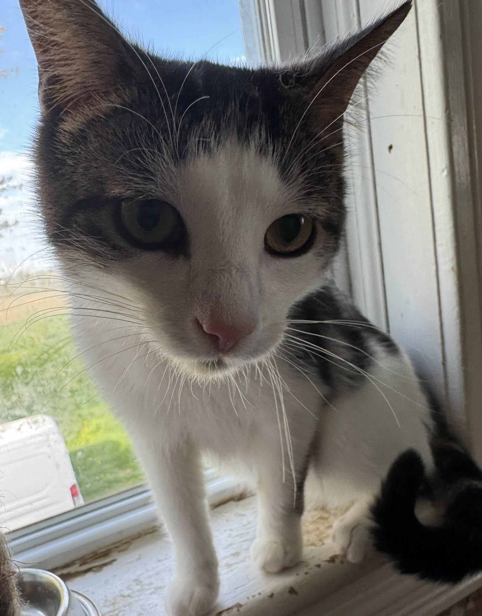 Enlarge Lachlan, a Adoptable Domestic Short Hair in Spencerville, ON image 3/4