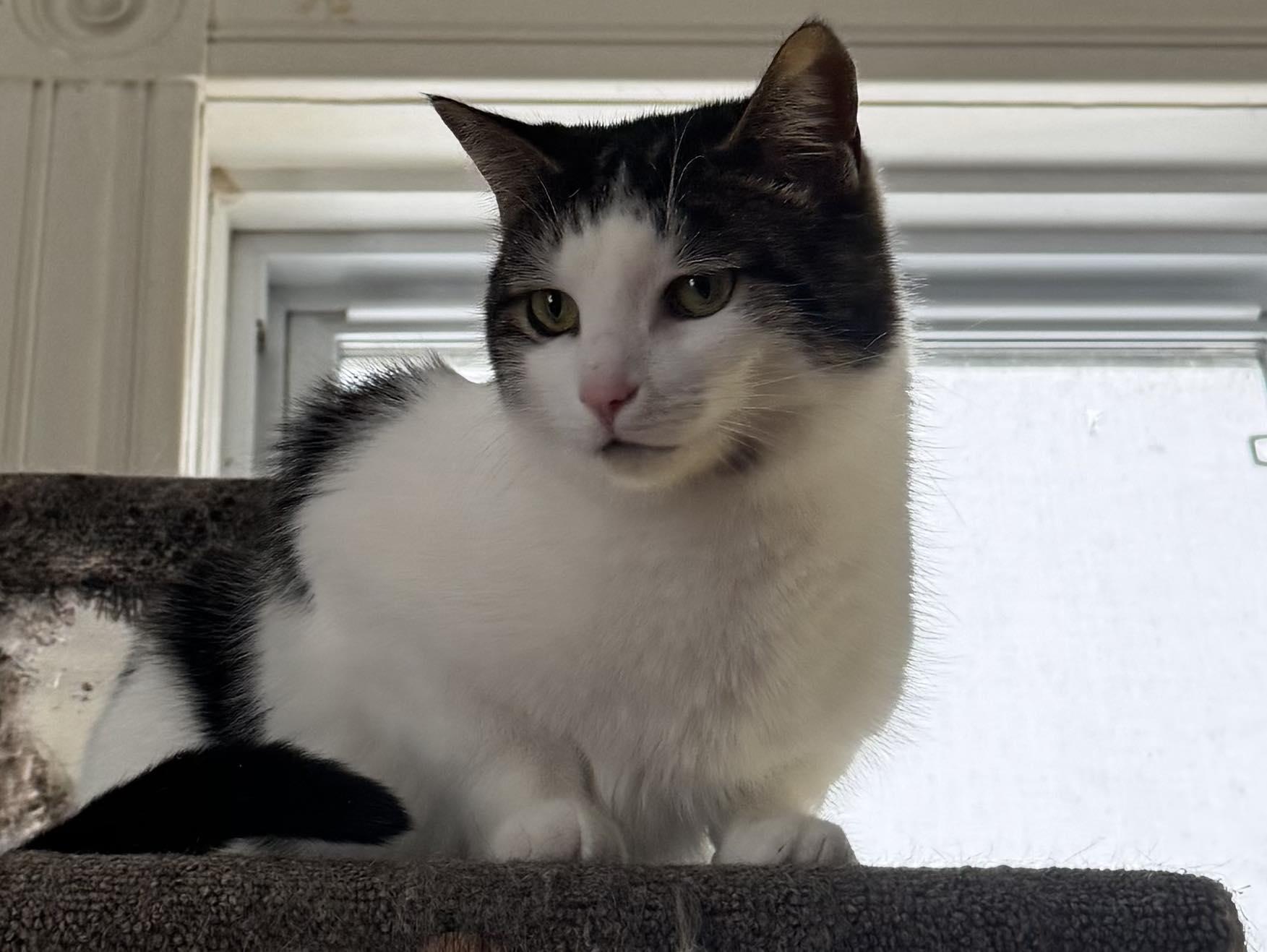 Lachlan, a Adoptable Domestic Short Hair in Kemptville, ON image 3/6