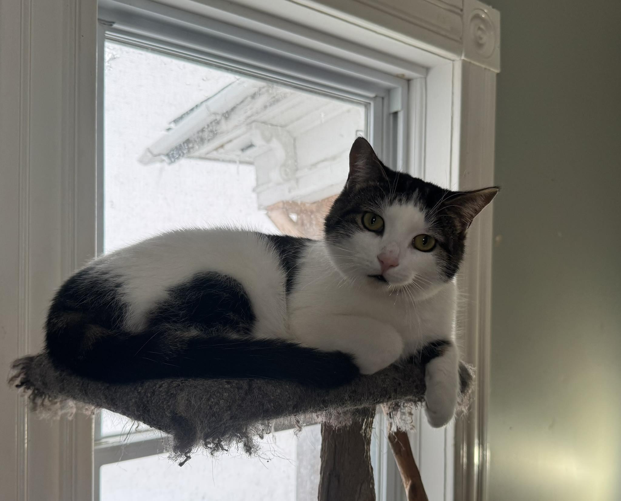 Lachlan, a Adoptable Domestic Short Hair in Kemptville, ON image 2/6