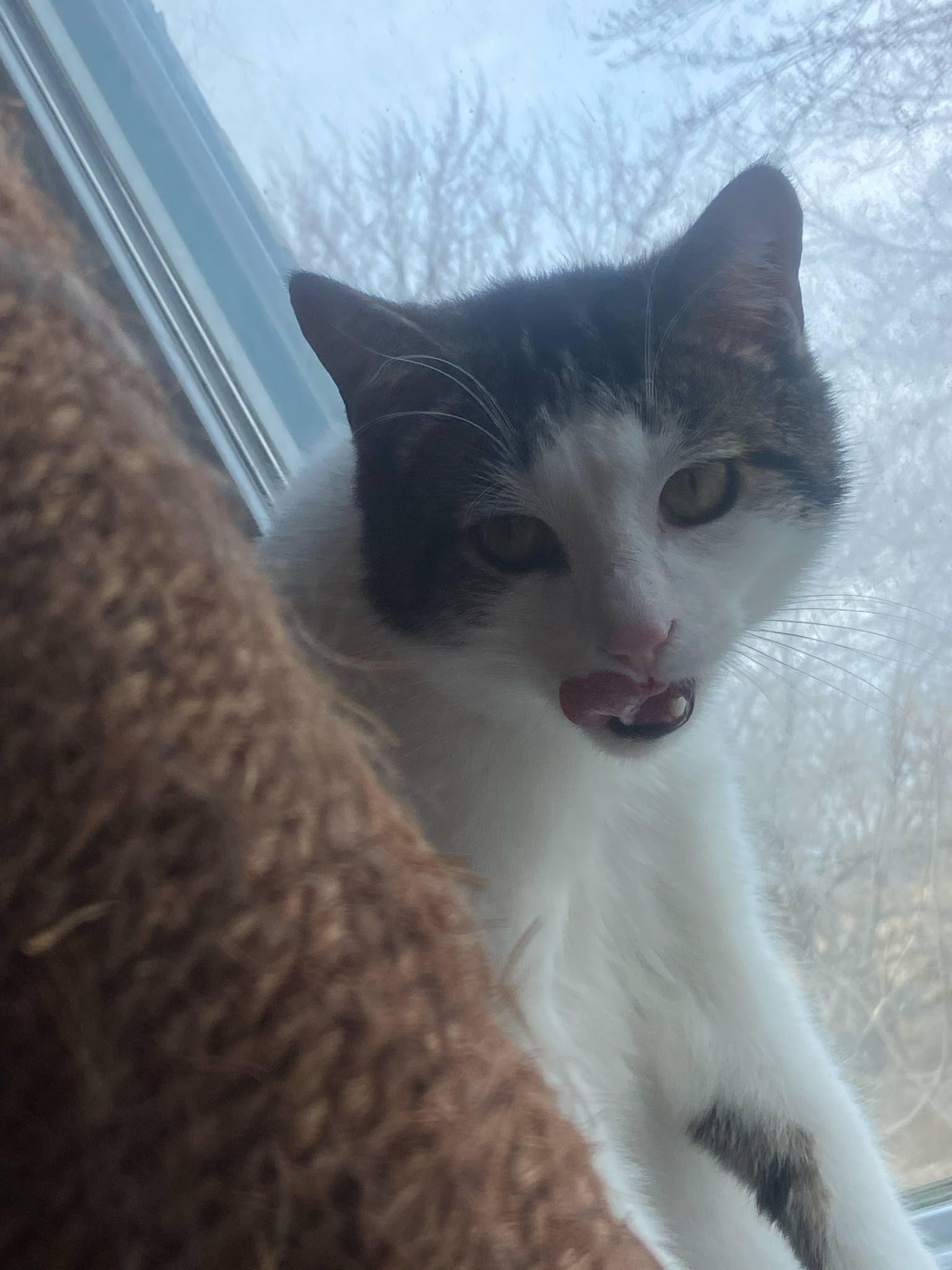 Enlarge Lachlan, a Adoptable Domestic Short Hair in Spencerville, ON image 4/4