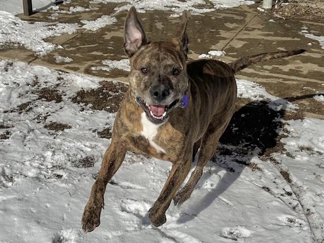 Enlarge GERDIE, a Adoptable mixed breed in Springfield, MA image 1/1