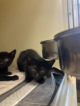 Chicken Fajita, Adoptable, Young Male Domestic Short Hair & Domestic Short Hair.