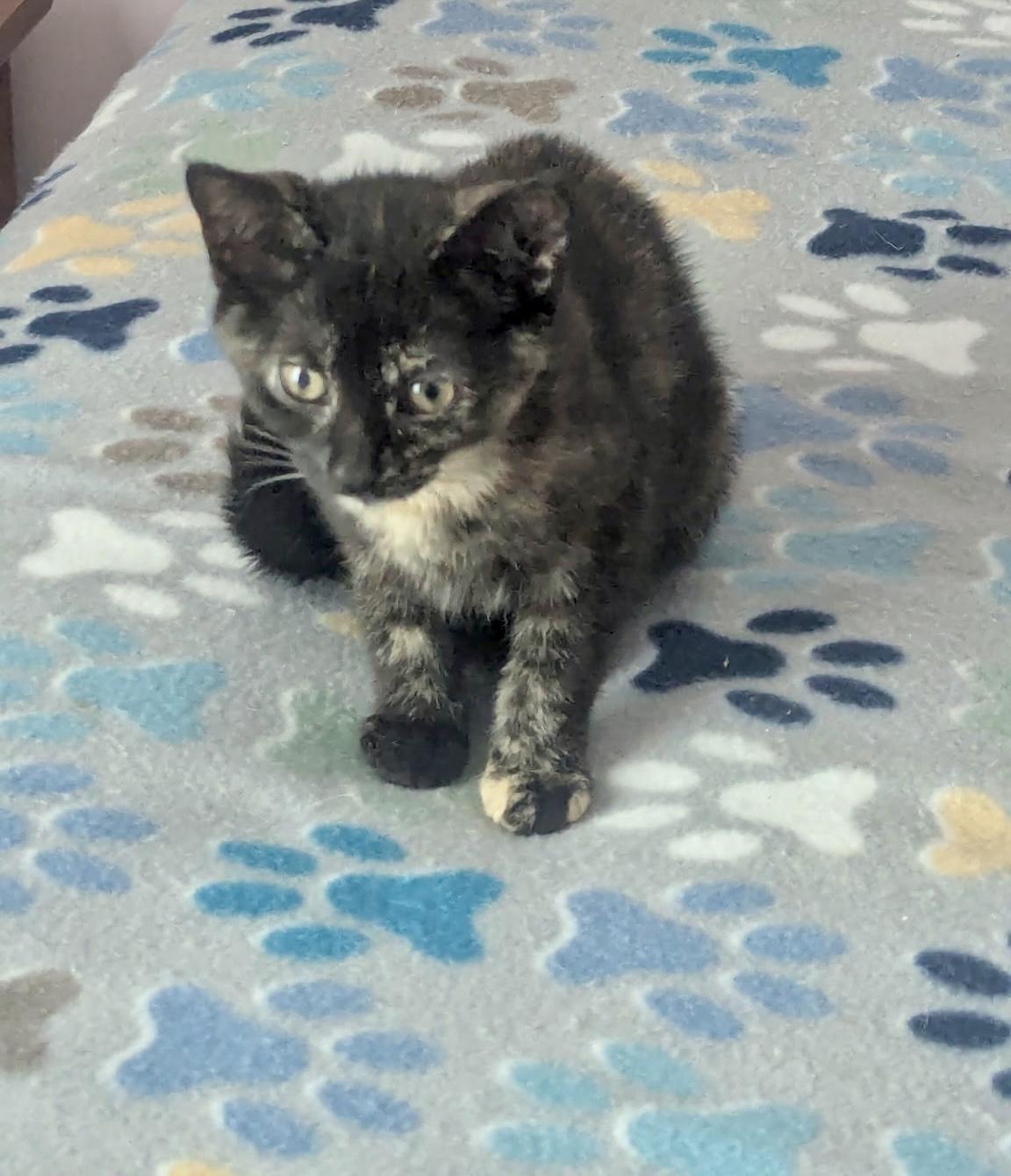 Iris - female I kitten, an adopted Domestic Short Hair in Cincinnati, OH image 1/3