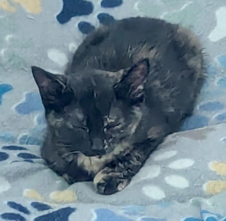 Iris - female I kitten, an adopted Domestic Short Hair in Cincinnati, OH image 3/3