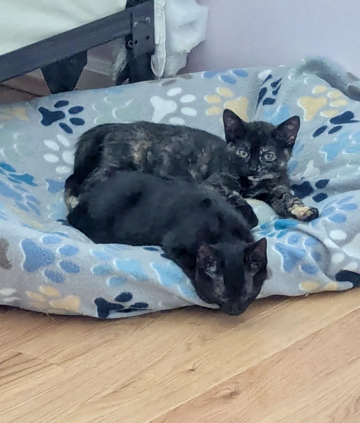 Iris - female I kitten, an adopted Domestic Short Hair in Cincinnati, OH image 2/3