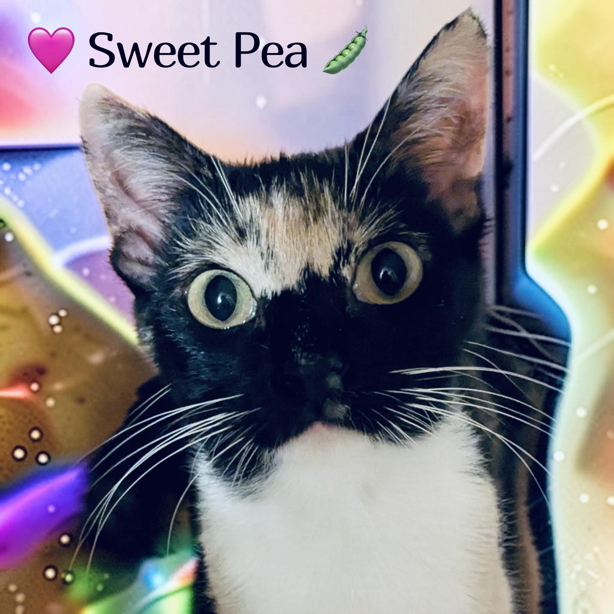 Sweet Pea, Adoptable, Young Female Calico.