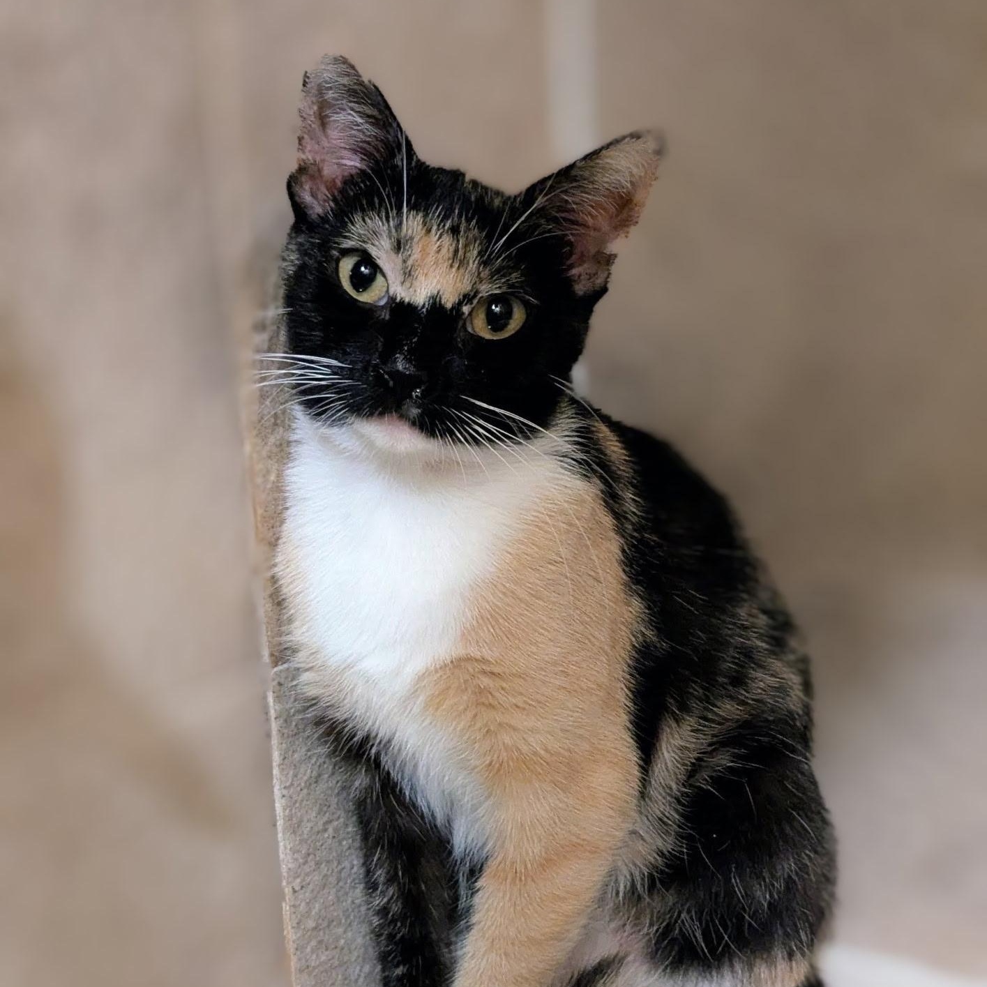 Enlarge Sweet Pea, a Adoptable Calico in Woodbridge, VA image 2/4