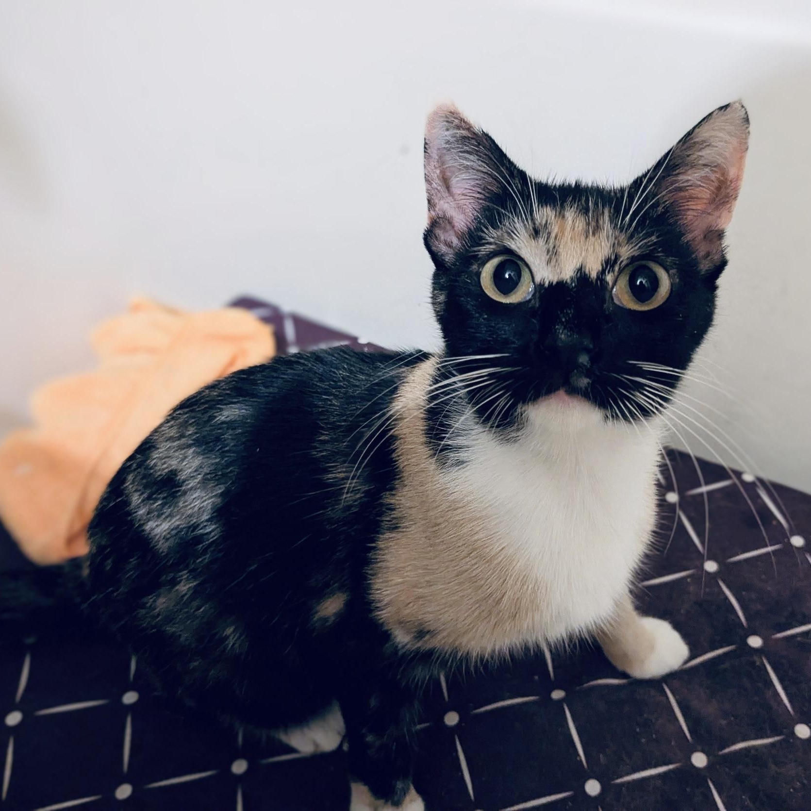 Enlarge Sweet Pea, a Adoptable Calico in Woodbridge, VA image 3/4