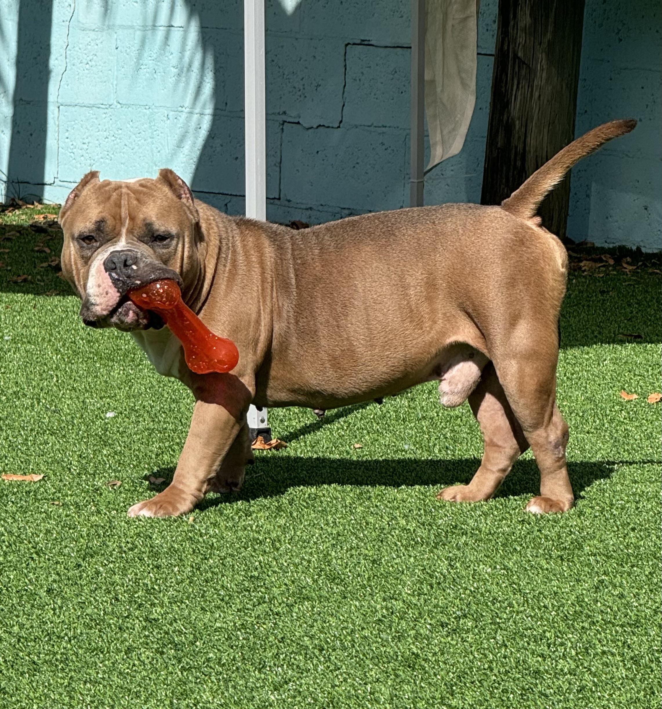 Enlarge Curtis, a Adoptable mixed breed in Pompano Beach, FL image 1/4