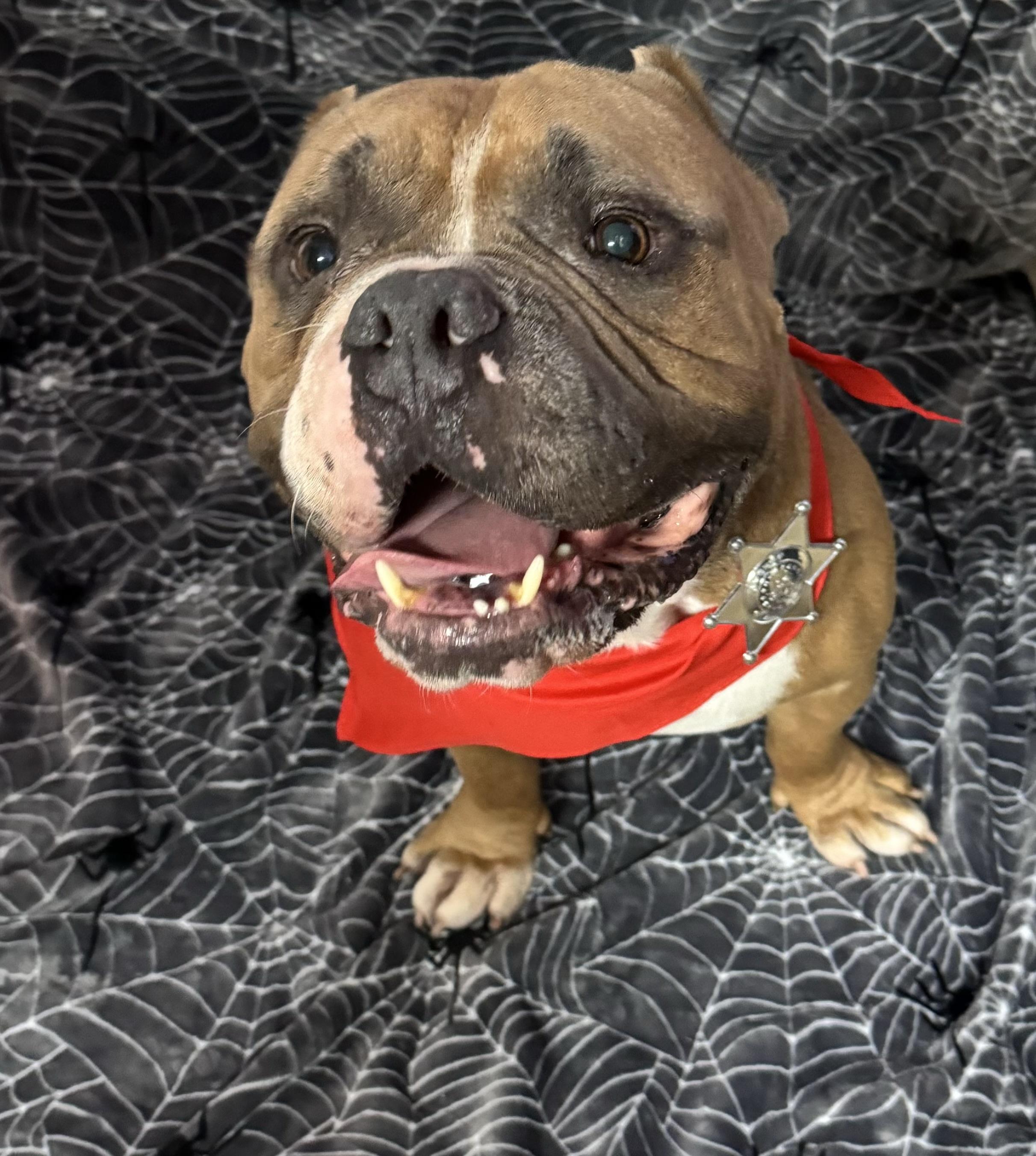 Enlarge Curtis, a Adoptable mixed breed in Pompano Beach, FL image 3/4