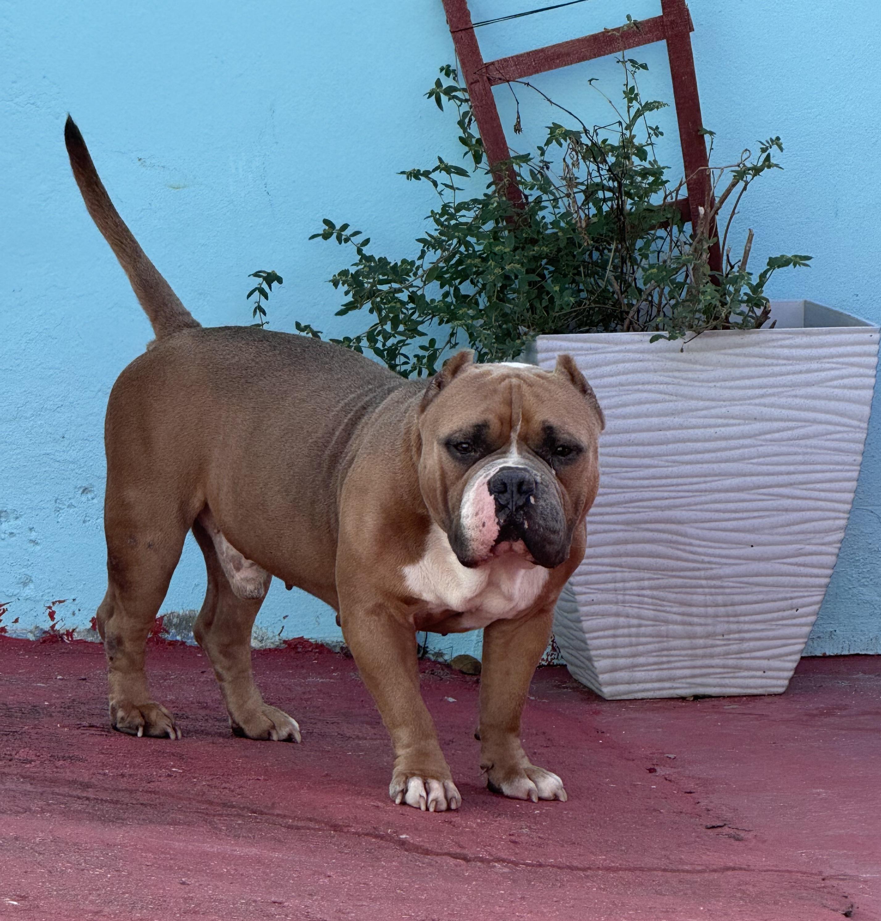 Enlarge Curtis, a Adoptable mixed breed in Pompano Beach, FL image 4/4