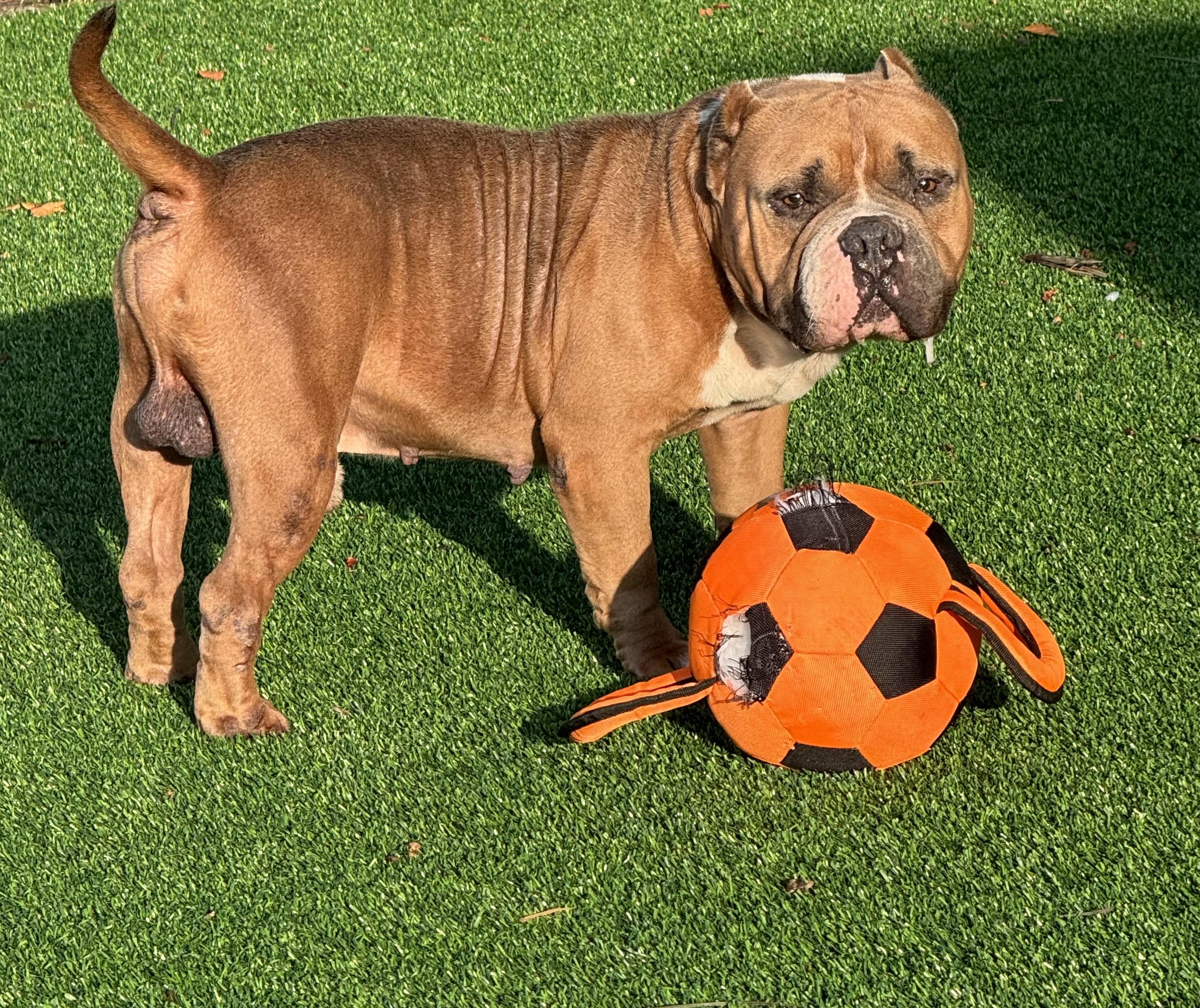 Enlarge Curtis, a Adoptable mixed breed in Pompano Beach, FL image 2/4