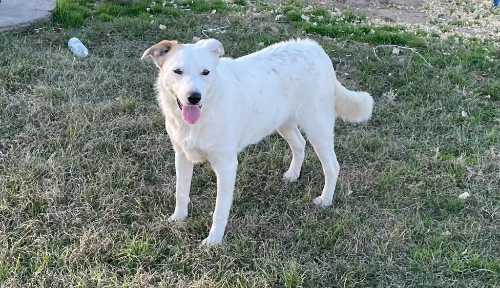 Enlarge Cora, a Adoptable mixed breed in Logan, UT image 1/1